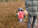 Dennen trekken op de heide